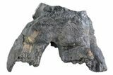 Fossil Woolly Rhino (Coelodonta) Tooth - Siberia #370923-1